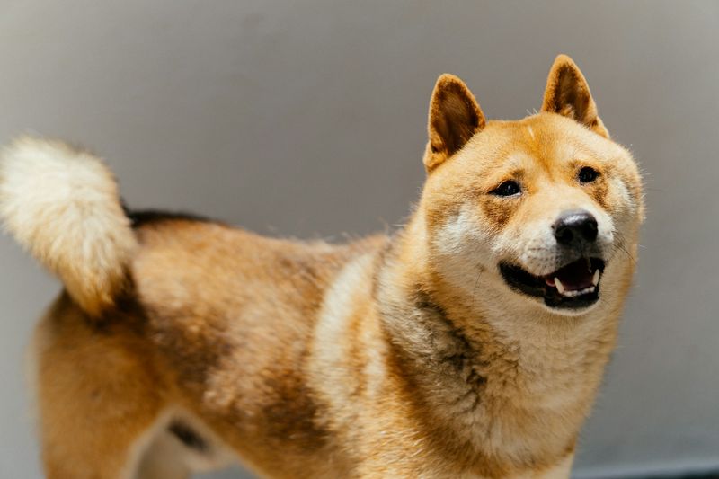 Dog Biting Base of Tail, but No Fleas: Causes and Remedies | Homeaglow